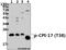 Protein Phosphatase 1 Regulatory Inhibitor Subunit 14A antibody, A05752T38, Boster Biological Technology, Western Blot image 