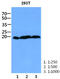 CCHC-Type Zinc Finger Nucleic Acid Binding Protein antibody, MBS200268, MyBioSource, Western Blot image 