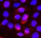 Glucuronidase Beta antibody, A02234-1, Boster Biological Technology, Immunofluorescence image 