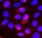 Gus antibody, A02234-1, Boster Biological Technology, Immunofluorescence image 