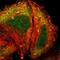 Ankyrin Repeat And SOCS Box Containing 9 antibody, PA5-51811, Invitrogen Antibodies, Immunofluorescence image 