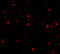 Immunity Related GTPase Cinema antibody, 5295, ProSci, Immunofluorescence image 