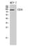 CD36 Molecule antibody, STJ97280, St John