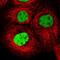 General Transcription Factor IIi antibody, NBP1-90010, Novus Biologicals, Immunofluorescence image 