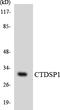 CTD Small Phosphatase 1 antibody, LS-B12479, Lifespan Biosciences, Western Blot image 