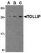 Toll Interacting Protein antibody, TA306293, Origene, Western Blot image 