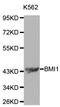 BMI1 Proto-Oncogene, Polycomb Ring Finger antibody, abx000599, Abbexa, Western Blot image 