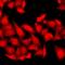 Ribosomal Protein S6 Kinase A3 antibody, LS-C668012, Lifespan Biosciences, Immunofluorescence image 