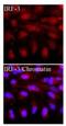 Interferon Regulatory Factor 3 antibody, NBP1-04308, Novus Biologicals, Immunofluorescence image 