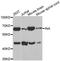 66 kDa neurofilament protein antibody, orb136625, Biorbyt, Western Blot image 
