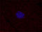 CD99 Molecule (Xg Blood Group) antibody, 371312, BioLegend, Flow Cytometry image 