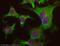 Serpin Family E Member 1 antibody, ab66705, Abcam, Immunofluorescence image 