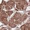 Pseudouridine Synthase 7 Like antibody, HPA056203, Atlas Antibodies, Immunohistochemistry frozen image 