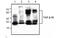 TGF-beta receptor type-1 antibody, MBS837241, MyBioSource, Western Blot image 
