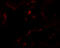 EMX2 antibody, 6627, ProSci, Immunofluorescence image 