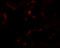 Empty Spiracles Homeobox 2 antibody, 6627, ProSci, Immunofluorescence image 