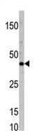 Transcription Factor 7 antibody, AP11774PU-N, Origene, Western Blot image 