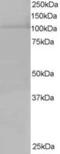 Exportin 7 antibody, MBS420609, MyBioSource, Western Blot image 