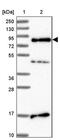 Serine/Arginine Repetitive Matrix 5 antibody, PA5-61501, Invitrogen Antibodies, Western Blot image 