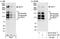 Host Cell Factor C1 antibody, NB100-68209, Novus Biologicals, Western Blot image 