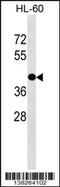 G Protein-Coupled Receptor 88 antibody, 59-563, ProSci, Western Blot image 