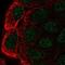 Cbl Proto-Oncogene C antibody, PA5-65144, Invitrogen Antibodies, Immunofluorescence image 