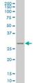 Mesoderm Posterior BHLH Transcription Factor 1 antibody, H00055897-M09, Novus Biologicals, Western Blot image 