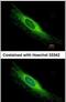 Peroxisomal Biogenesis Factor 26 antibody, PA5-22033, Invitrogen Antibodies, Immunofluorescence image 