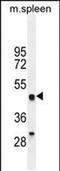 OIT3 antibody, PA5-48203, Invitrogen Antibodies, Western Blot image 