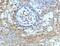 CD59 Molecule (CD59 Blood Group) antibody, 33-999, ProSci, Immunohistochemistry paraffin image 