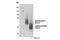 Solute Carrier Family 5 Member 2 antibody, 14210S, Cell Signaling Technology, Western Blot image 