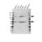 Nuclear factor NF-kappa-B p105 subunit antibody, VMA00673, Bio-Rad (formerly AbD Serotec) , Western Blot image 