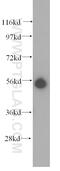 Keratin 81 antibody, 11342-1-AP, Proteintech Group, Western Blot image 