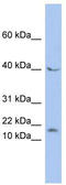 Protein max antibody, TA330150, Origene, Western Blot image 