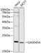 Growth Arrest And DNA Damage Inducible Alpha antibody, 14-137, ProSci, Western Blot image 