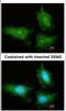 Tyrosine 3-Monooxygenase/Tryptophan 5-Monooxygenase Activation Protein Gamma antibody, PA5-78233, Invitrogen Antibodies, Immunofluorescence image 