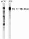 Insulin Receptor Substrate 1 antibody, AHO1222, Invitrogen Antibodies, Western Blot image 