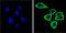 Synuclein Alpha antibody, MA5-12272, Invitrogen Antibodies, Immunofluorescence image 