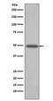 Bone Morphogenetic Protein 4 antibody, M00321, Boster Biological Technology, Western Blot image 