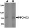 Dispatched RND Transporter Family Member 3 antibody, orb75710, Biorbyt, Western Blot image 