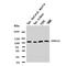 ATPase Sarcoplasmic/Endoplasmic Reticulum Ca2+ Transporting 2 antibody, orb76234, Biorbyt, Western Blot image 