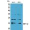 C-C Motif Chemokine Ligand 4 antibody, LS-C386973, Lifespan Biosciences, Western Blot image 