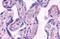 G Protein-Coupled Bile Acid Receptor 1 antibody, NLS1937, Novus Biologicals, Immunohistochemistry paraffin image 