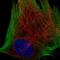 Tkt antibody, NBP2-56485, Novus Biologicals, Immunofluorescence image 