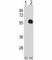 GATA Binding Protein 2 antibody, F49854-0.4ML, NSJ Bioreagents, Western Blot image 