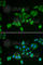 BCL2 Interacting Protein 2 antibody, A6282, ABclonal Technology, Immunofluorescence image 