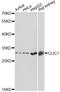 Chloride Intracellular Channel 1 antibody, A13684, ABclonal Technology, Western Blot image 