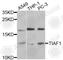 TGFB1-Induced Anti-Apoptotic Factor 1 antibody, A7762, ABclonal Technology, Western Blot image 