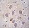 Protocadherin Alpha 8 antibody, LS-C163423, Lifespan Biosciences, Immunohistochemistry paraffin image 