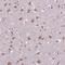 Growth Arrest Specific 7 antibody, NBP2-49422, Novus Biologicals, Immunohistochemistry paraffin image 